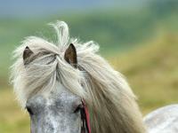 Islandpferd hellgrau